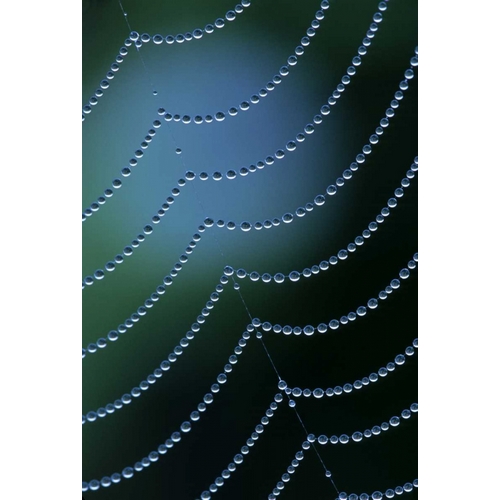 Michigan Diagonal web strand with dewy drapes